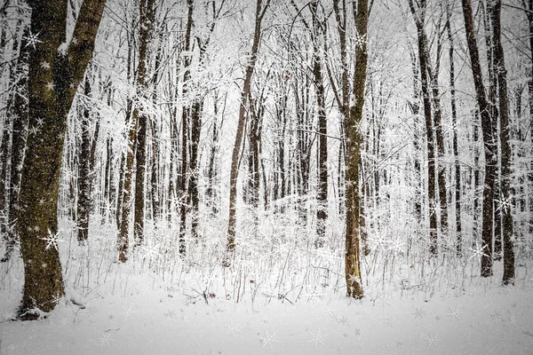 Winter forest trees. — Stock Photo, Image