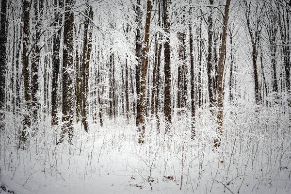 Arbres forestiers d'hiver . — Photo
