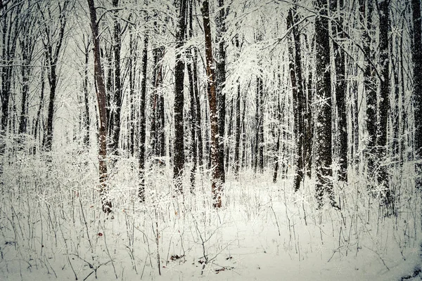 Zimowy Las drzew. — Zdjęcie stockowe