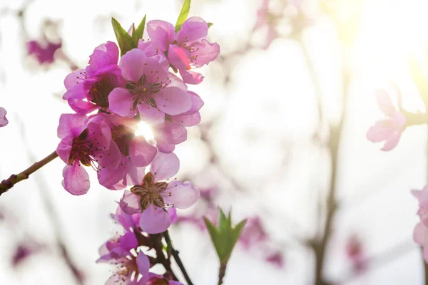 En vår rosa blommor bakgrunder — Stockfoto