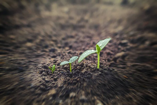 Plántulas verdes creciendo en el suelo bajo la lluvia. Para los negocios — Foto de Stock