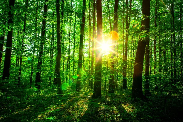 Des arbres forestiers. nature vert bois lumière du soleil milieux. ciel — Photo