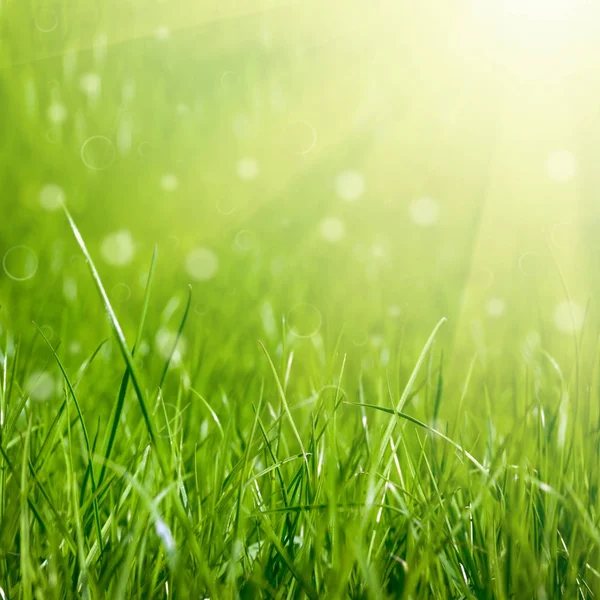 bir arka plan yeşil çimen 