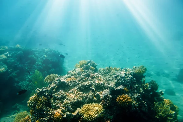 Kızıl denizdeki sualtı mercan resifi — Stok fotoğraf