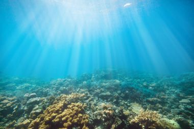 Kızıl denizdeki sualtı mercan resifi