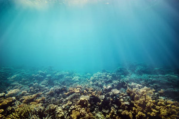 Récif corallien sous-marin sur la mer rouge — Photo