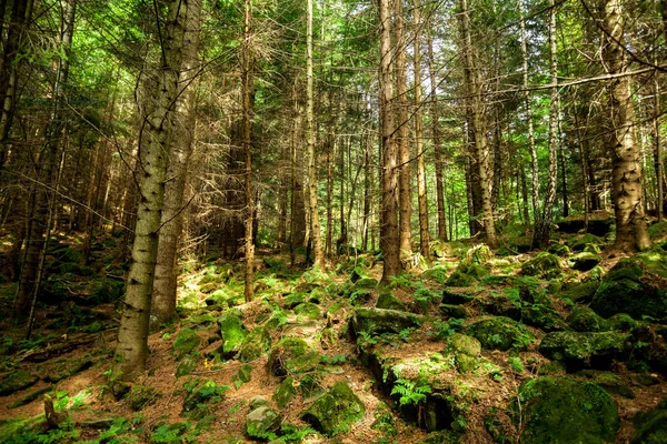 Bos van pijnbomen. — Stockfoto