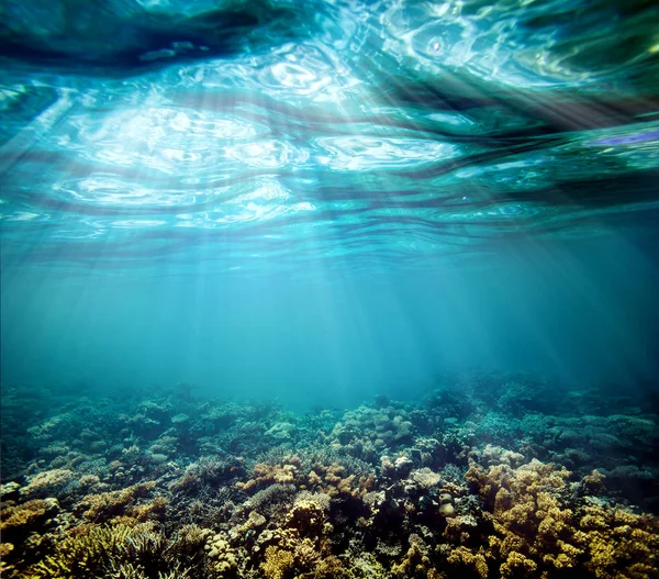 Kızıl denizdeki sualtı mercan resifi