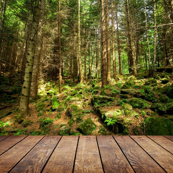 A forest trees — Stock Photo, Image