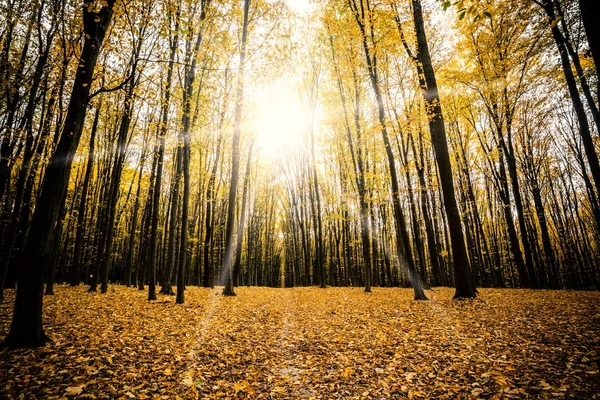 Sonbahar Orman ağaçları. — Stok fotoğraf