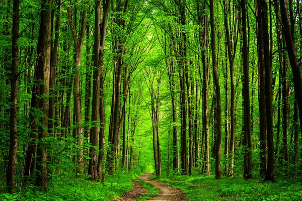 Alberi della foresta. natura verde sfondi luce solare in legno. cielo — Foto Stock