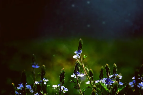 Blomst felt oven på den himmel - Stock-foto