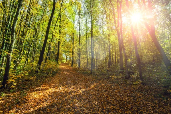 秋の森の木。緑の木漏れ日の背景. — ストック写真