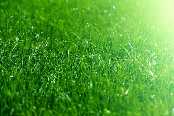 Een achtergronden groen gras — Stockfoto