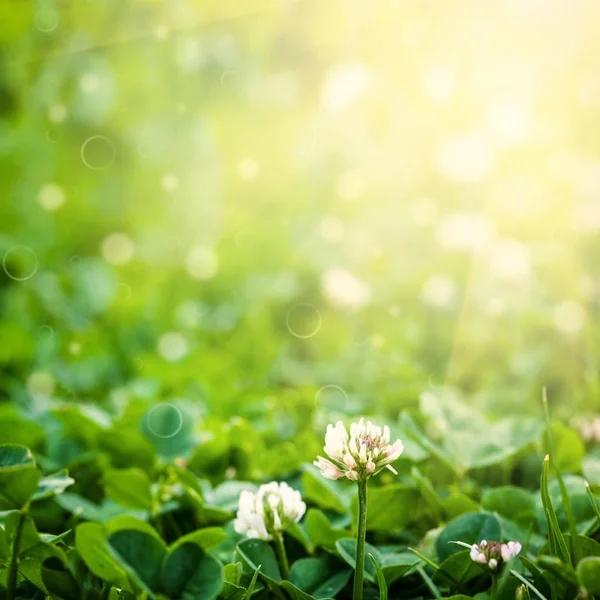 Campo de flores no céu. natureza abstrato — Fotografia de Stock