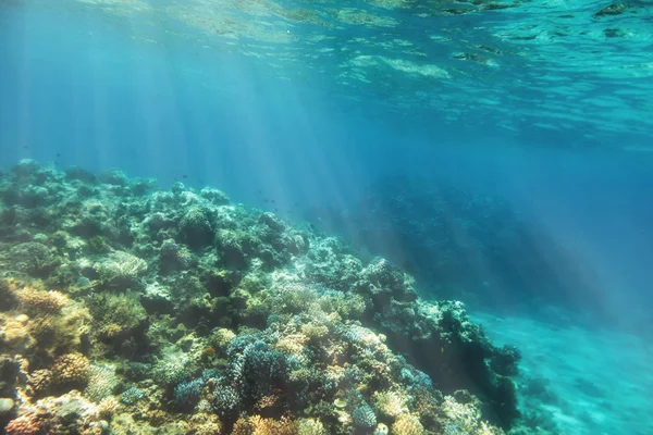 Arrecife de coral submarino en el mar rojo — Foto de Stock