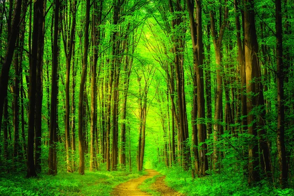 Drzew leśnych. natura tło zielony światło słoneczne drewna. niebo — Zdjęcie stockowe