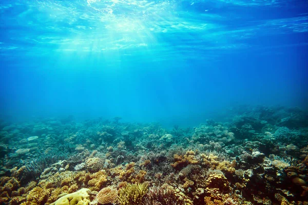 Arrecife de coral submarino en el mar rojo — Foto de Stock