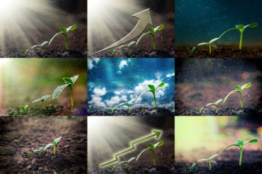 Yağmurda yerde yetişen yeşil fide.