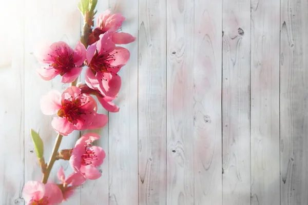 A spring pink flowers backgrounds — Stock Photo, Image