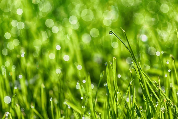 Een achtergronden groen gras — Stockfoto