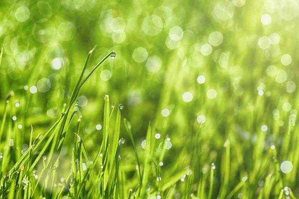 A backgrounds green grass — Stock Photo, Image