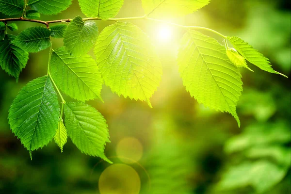 Hoja en un árbol en el bosque. naturaleza verde madera luz del sol backgr — Foto de Stock