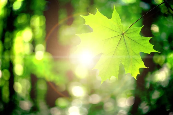 Blätter von Waldbäumen — Stockfoto