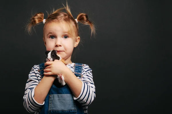 Dívka drží morče v náručí, na černém pozadí. — Stock fotografie