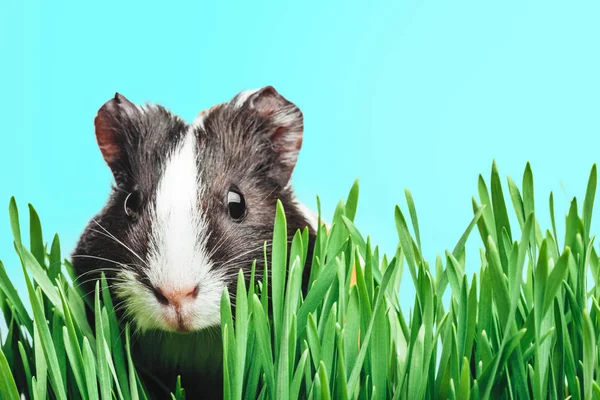 Brown guinea pig peeps out from the herbs. — Stock Photo, Image