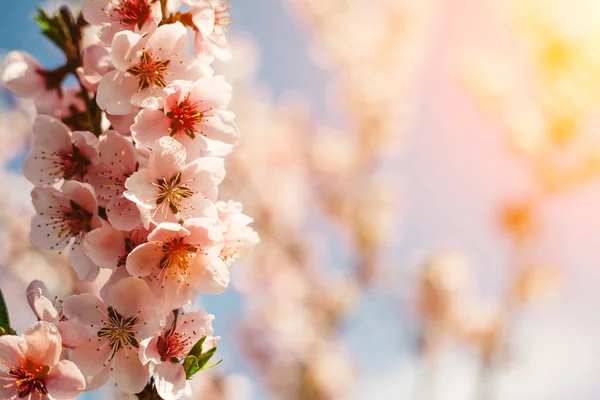 Pembe çiçekler arka plan bahar — Stok fotoğraf