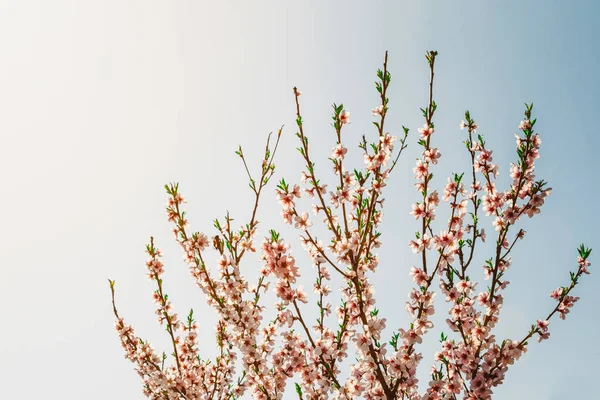 Jarní květy růžové pozadí — Stock fotografie