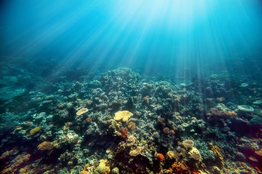 Kızıl denizdeki sualtı mercan resifi