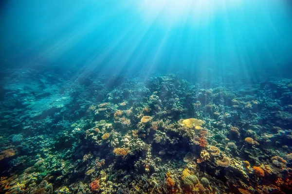 紅海の水中サンゴ礁 — ストック写真