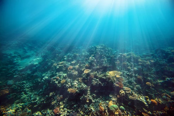 Un arrecife de coral submarino en el mar rojo — Foto de Stock