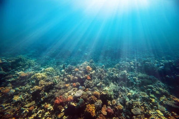 Un arrecife de coral submarino en el mar rojo — Foto de Stock