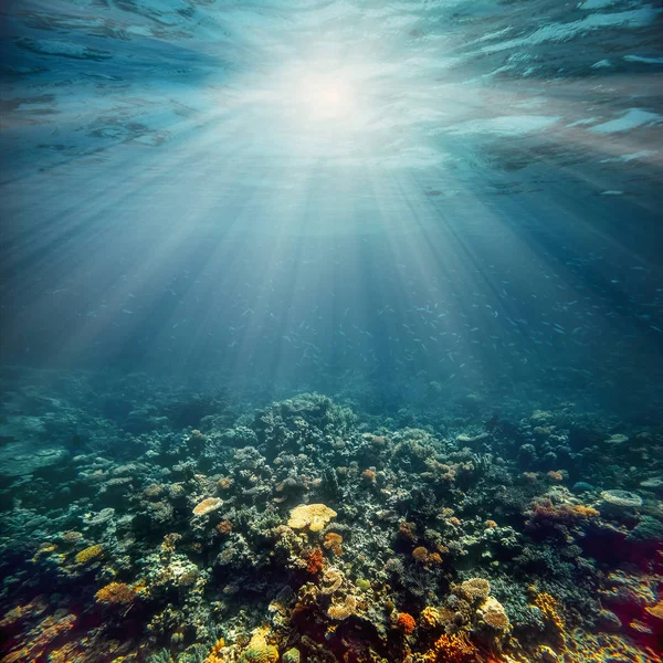 Unterwasser-Korallenriff im Roten Meer — Stockfoto