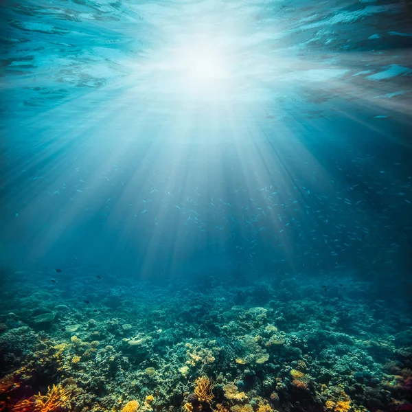 Undervattens korallrev på Röda havet — Stockfoto