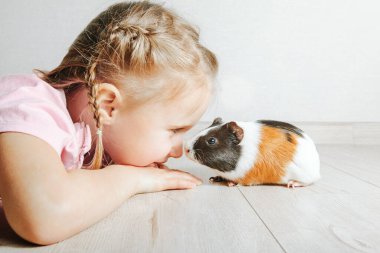 Siyah bir arka planda kollarında bir kobay taşıyan bir kız. a 