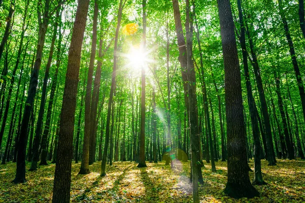 Waldbäume. Natur grün Holz Sonnenlicht Hintergründe. — Stockfoto