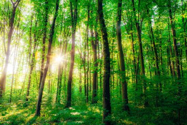 Bahar ormanı ağaçları. doğa yeşil ahşap güneş ışığı arka planı.