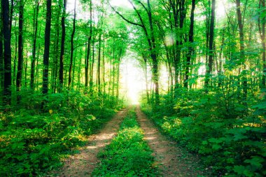 Bahar ormanı ağaçları. doğa yeşil ahşap güneş ışığı arka planı.