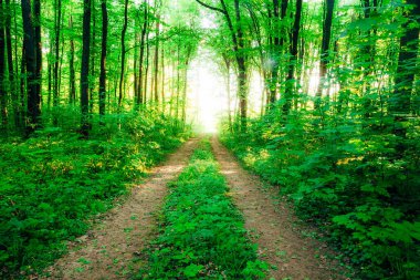 Bahar ormanı ağaçları. doğa yeşil ahşap güneş ışığı arka planı.