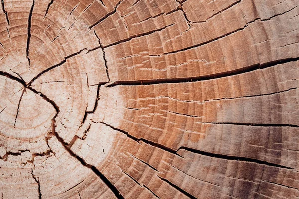 Podłoże Drewniane Kikut — Zdjęcie stockowe