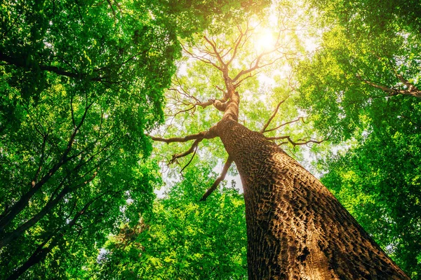 Wiosenne Drzewa Leśne Natura Zielone Drewno Sunlight Tła — Zdjęcie stockowe