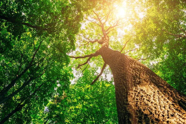 Wiosenne Drzewa Leśne Natura Zielone Drewno Sunlight Tła — Zdjęcie stockowe