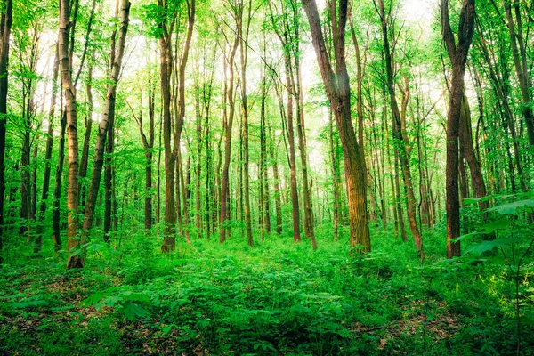 Alberi Forestali Primaverili Natura Verde Legno Luce Del Sole Sfondi — Foto Stock