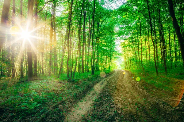 Spring Forest Trees Nature Green Wood Sunlight Backgrounds — Stock Photo, Image