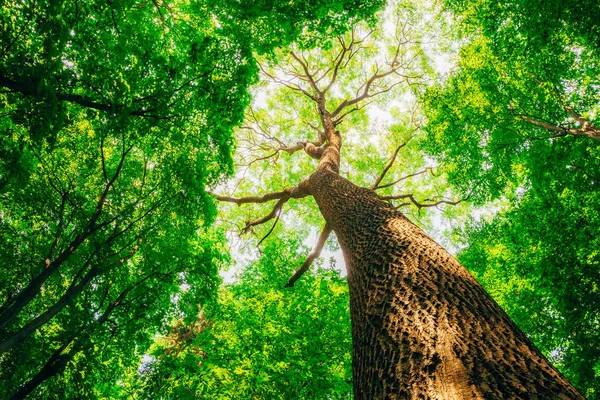 Wiosenne Drzewa Leśne Natura Zielone Drewno Sunlight Tła — Zdjęcie stockowe