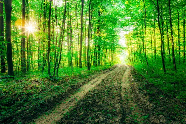 Vårskogsträd Natur Grönt Trä Solljus Bakgrunder — Stockfoto